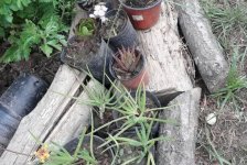 2017-primaria-huerta3-08